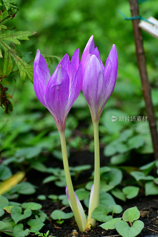 秋水仙/草地藏红花/秋季番红花